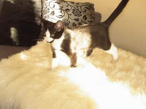 Huskat Sasha - Her er jeg ikke ret gammel, og lammeskindet er min yndlings soveplads billede 5