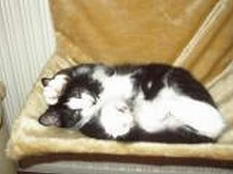 Huskat Sasha billede 6