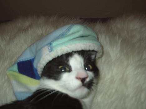 Huskat Sasha billede 7