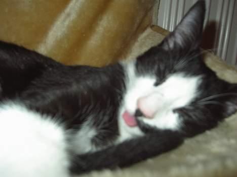 Huskat Sasha billede 8