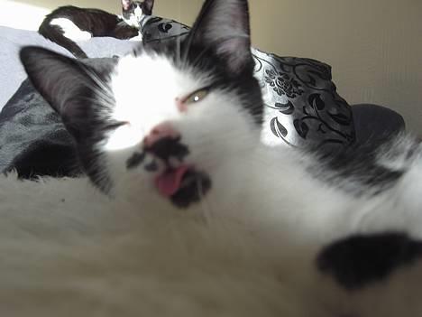 Huskat Sarah - Det er så mig Sarah billede 1