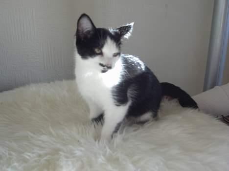 Huskat Sarah - se hvor fin billede 2