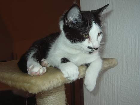 Huskat Sarah - Her er min far lige taget afsted på studietur, og jeg savner ham helt vildt billede 3