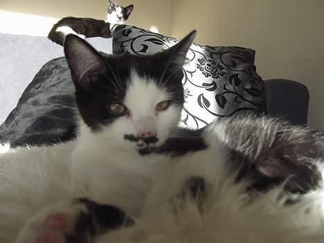 Huskat Sarah - Jeg vasker min pels, og lammeskindet, det er vel også en slags pels billede 4