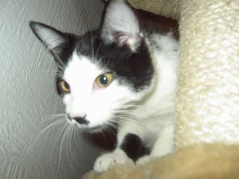 Huskat Sarah - på Jagt billede 5