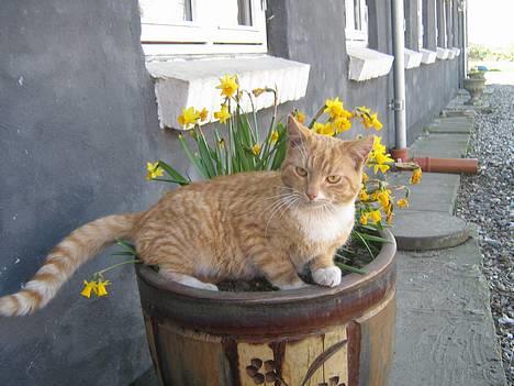 Huskat Junior - oppe i planten hee billede 6