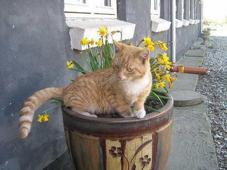 Huskat Junior - er det mor der kommer derhenne? billede 7