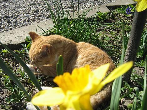 Huskat Junior - hihi billede 8