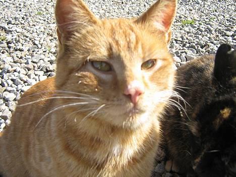 Huskat Garfield - Heej Smukke<´33 billede 1