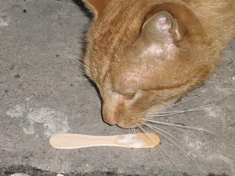 Huskat Garfield - Nam Nam Is billede 2