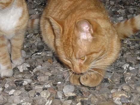 Huskat Garfield - Lækkert Is på poterne hihi billede 3