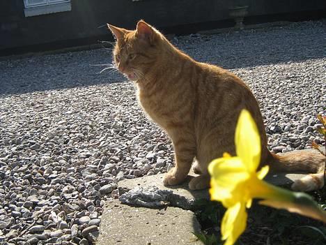 Huskat Garfield - Heej  billede 4