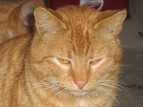 Huskat Garfield - argh ik nu igen.. billede 5