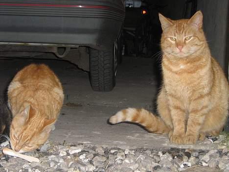 Huskat Garfield - Øv nu fik Junior Isen...HiHi billede 6