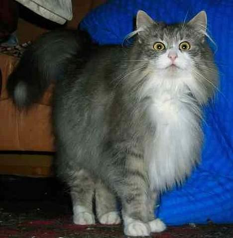 Norsk Skovkat Chloé billede 12