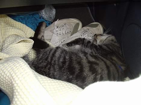 Huskat Disse *P* - Der er ikke noget som en køretur til prag når man kan ligge og sove trygt i bunden af bilen. billede 6