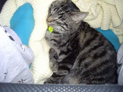 Huskat Disse *P* - det er bare yndlingstedet. billede 7