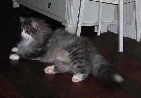 Norsk Skovkat Chloé billede 13