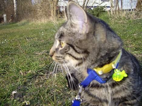 Huskat Disse *P* - Verden udenfor er stor og skræmende! billede 8