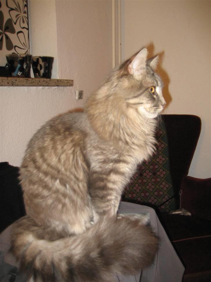 Maine Coon Bufas - Man er vel fotogen.. billede 7