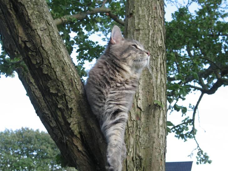 Maine Coon Bufas - Mmm, dejlig frisk luft... billede 8