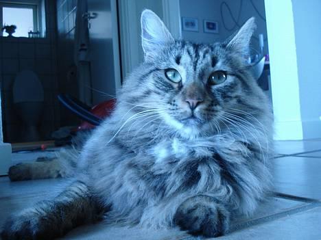 Norsk Skovkat Oliver billede 2