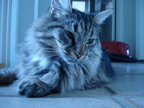 Norsk Skovkat Oliver billede 3