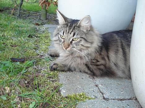 Norsk Skovkat Oliver billede 4