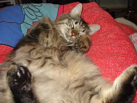 Norsk Skovkat Oliver - Dejligt at få nus inde i sengen :) billede 5