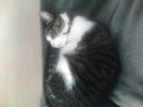 Huskat Bob billede 7