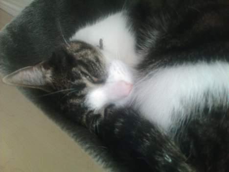 Huskat Bob billede 8