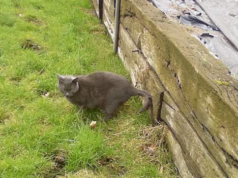 Huskat Figaro  - Han skider ikke .. xp Han står bare på en mærkelig måde d; billede 19