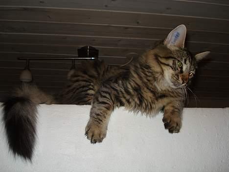 Norsk Skovkat Oliver billede 6