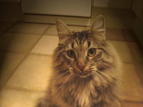 Norsk Skovkat Oliver billede 7