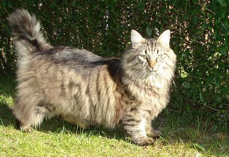 Norsk Skovkat Oliver billede 8