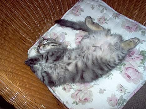 Norsk Skovkat Oliver billede 9