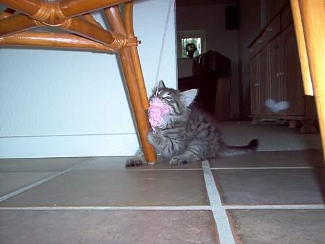 Norsk Skovkat Oliver billede 10