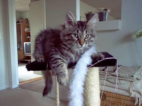 Norsk Skovkat Oliver billede 11