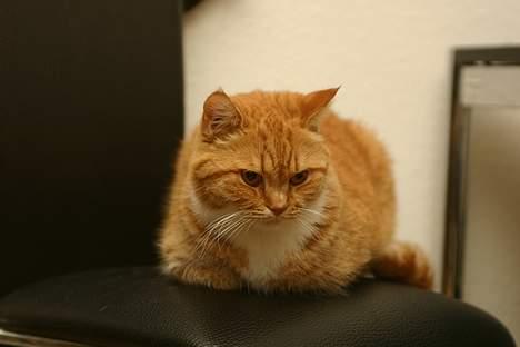 Blanding af racer Zimba billede 11