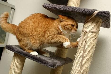 Blanding af racer Zimba billede 12