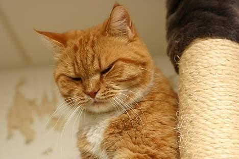 Blanding af racer Zimba billede 13