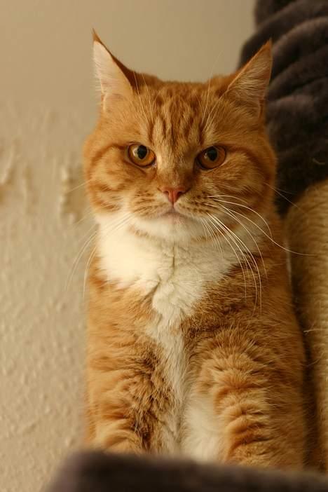 Blanding af racer Zimba billede 14