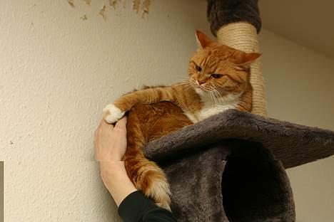 Blanding af racer Zimba billede 15