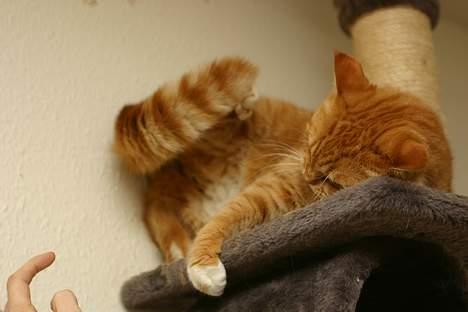 Blanding af racer Zimba billede 16