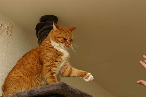 Blanding af racer Zimba billede 17