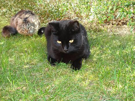 Huskat Nicky - Se hvor søde vi er når vi ligger sammen i haven :) billede 2