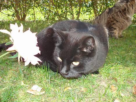 Huskat Nicky - Er det mon mad .... billede 3