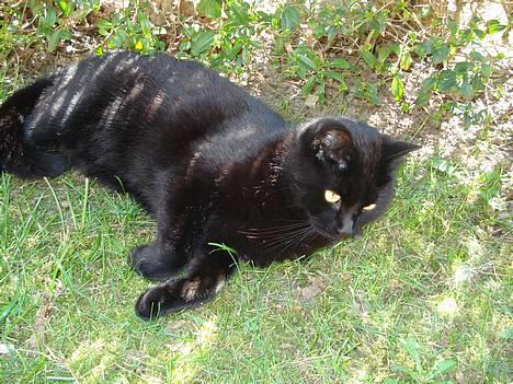 Huskat Nicky billede 4