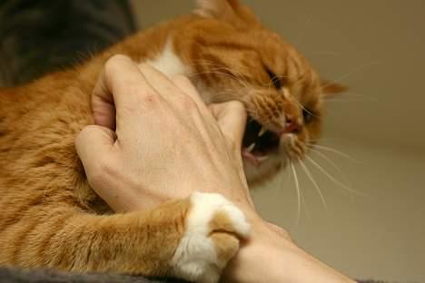 Blanding af racer Zimba billede 18