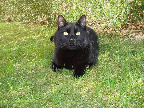 Huskat Nicky billede 5